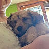 Bali a rejoint le concours — aidez-le/la à gagner de superbes lots ! arm, casual, closeup, cozy, cute, dog, fur, glasses, green_wall, holding, home, human, indoor, light, person, portrait, puppy, smile, snuggling, window