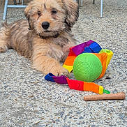 Bali a rejoint le concours — aidez-le/la à gagner de superbes lots ! animal, ball, colorful, concrete, cute, dog, fabric, fur, furniture, metal_chair, outdoor, pet, playful, potted_plant, puppy, rainbow, resting, stick, toy, young_dog