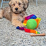 animal, ball, colorful, concrete, cute, dog, fabric, fur, furniture, metal_chair, outdoor, pet, playful, potted_plant, puppy, rainbow, resting, stick, toy, young_dog