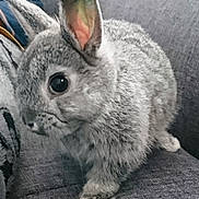 Bounty participe au concours pour gagner de l'argent avec cette photo : domestic_rabbit, fauna, fur, hare, mammal, rabbit, rabits_and_hares, snout, whiskers, wildlife