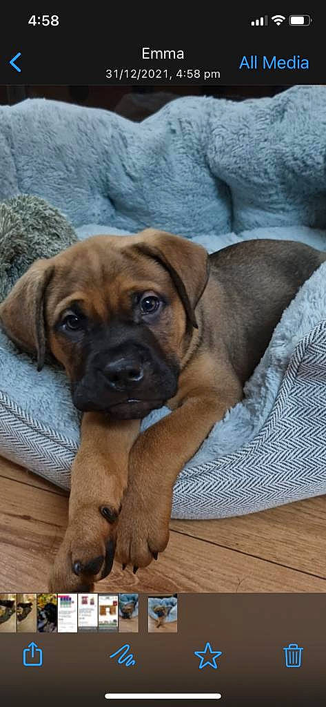 Zeus is registered to the contest to win money with this photo: canidae, carnivore, companion_dog, dog, dog_breed, door, fawn, guard_dog, linens, sporting_group, terrestrial_animal, whiskers, wood, working_animal, working_dog