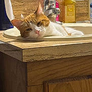 Milo joined the competition — help win amazing prizes! animal, bathroom, cat, countertop, cute, domestic, faucet, fur, household, indoor, orange_and_white, pet, pink_nose, relaxed, resting, sink, sleepy, soap_dispenser, whiskers, wooden_cabinet