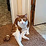 Milo is registered to the contest to win money with this photo: animal, carpet, cat, cozy, cute, domestic, door, feline, floor, fur, home, indoor, looking, orange_cat, pet, relaxed, sitting, tail, whiskers, white_cat