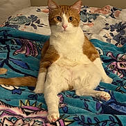 Milo joined the competition — help win amazing prizes! cat, orange_cat, white_cat, sitting, bed, blanket, floral_pattern, pet, indoor, feline, cute, curious, animal, domestic_cat, furry, pink_nose, whiskers, paws, relaxed, looking_at_camera