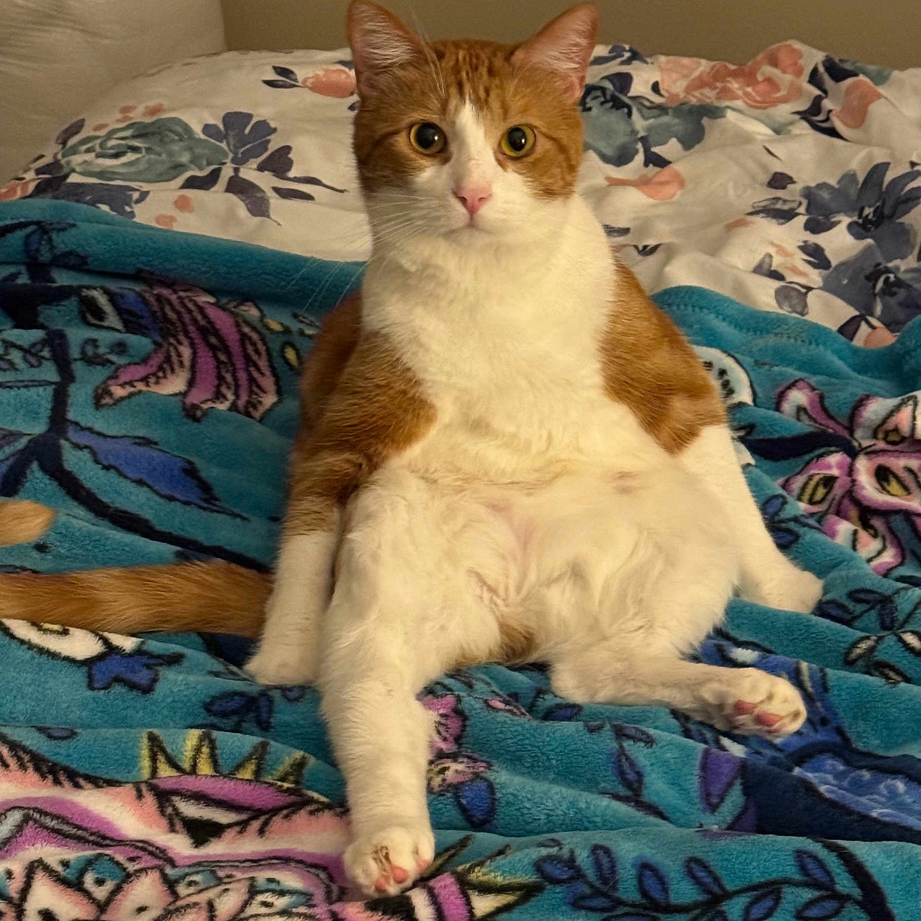 Milo joined the competition — help win amazing prizes! animal, bed, blanket, cat, curious, cute, domestic_cat, feline, floral_pattern, furry, indoor, looking_at_camera, orange_cat, paws, pet, pink_nose, relaxed, sitting, whiskers, white_cat