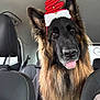 dog, german_shepherd, car_interior, christmas_hat, pet, animal, tongue_out, festive, holiday, seat, seatbelt, fur, ears, black_and_brown, canine, companion, indoors, transportation, vehicle, portrait