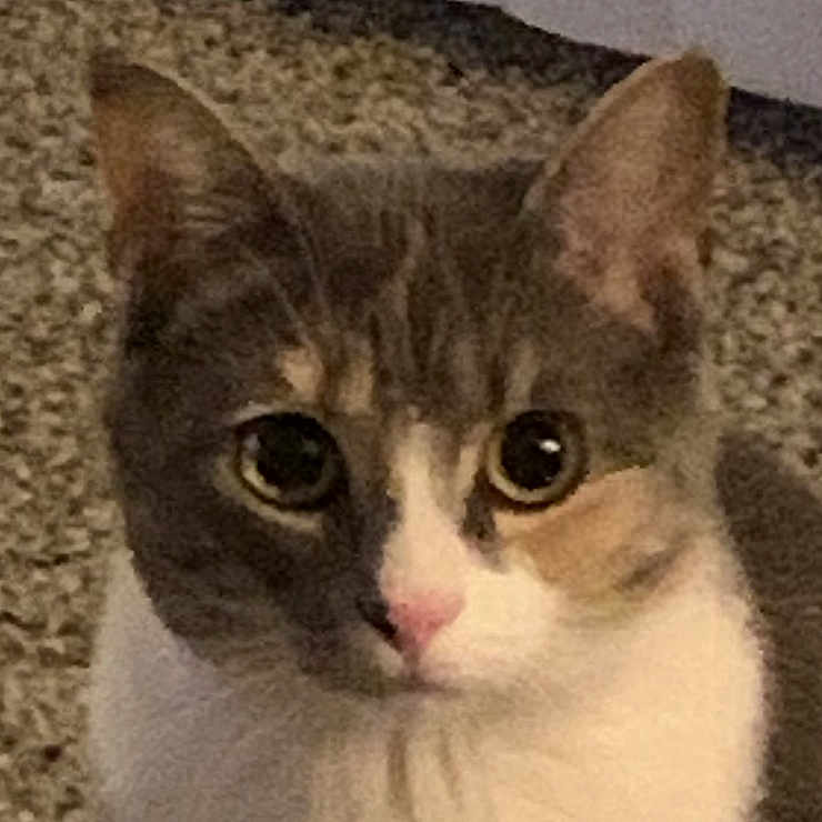 Princess Grace Kelly joined the competition — help win amazing prizes! abyssinian, angora, animal, brasssection, cat, egyptiancat, horn, kitten, manx, musicalinstrument, pet, siamese