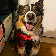 Saïka participe au concours pour gagner de l'argent avec cette photo : dog, smiling, indoor, collar, glowing, happy, pet, fur, black, brown, white, ears, tongue, teeth, floor, door, cabinet, harness, canine, animal