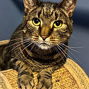 Sparkle is registered to the contest to win money with this photo: animal, background, blurred, cat, close_up, curious, ears, feline, fur, indoor, looking, paws, pet, portrait, scratching_post, sitting, tabby, texture, whiskers, yellow_eyes