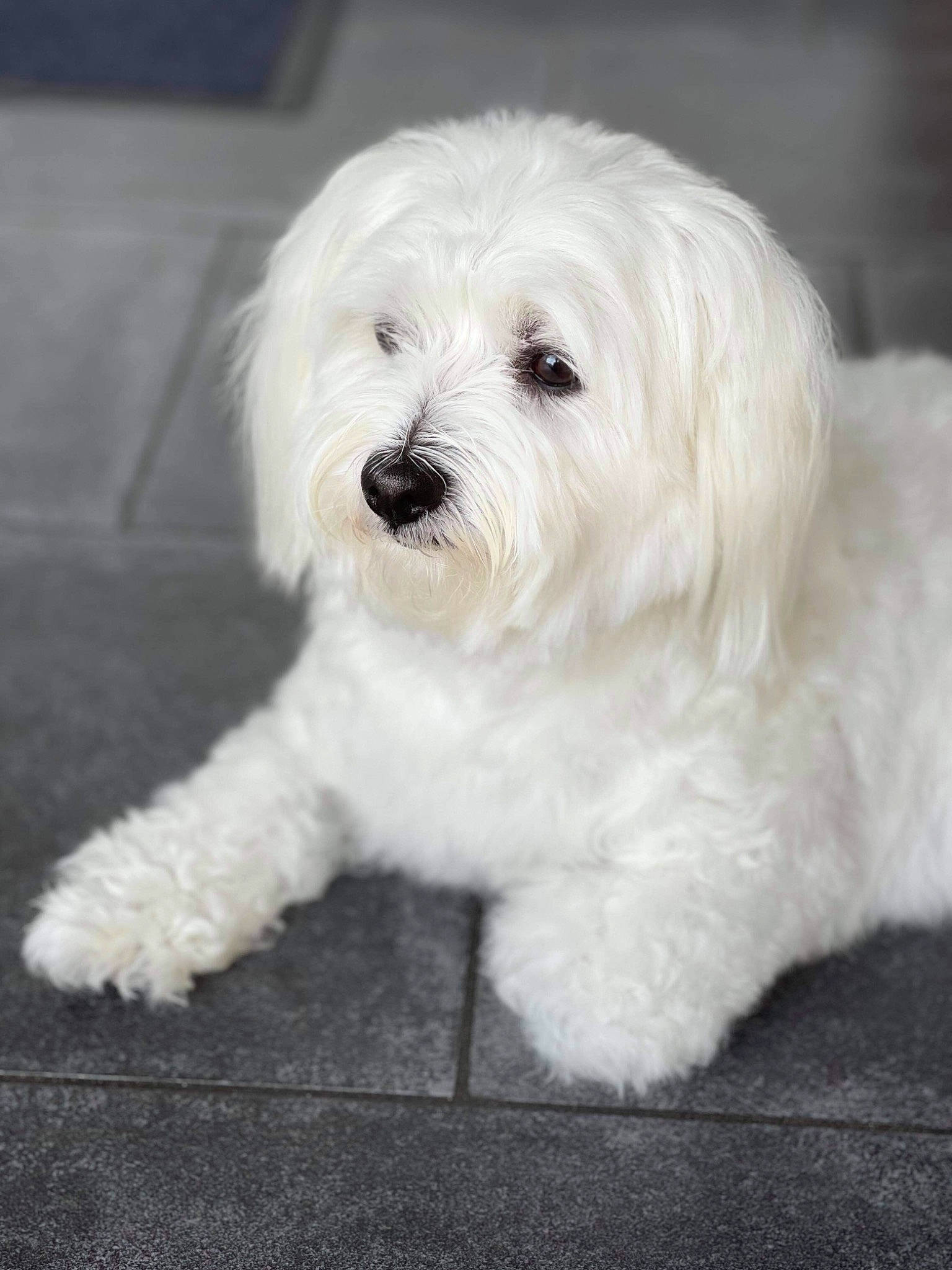 Naïa a rejoint le concours — aidez-le/la à gagner de superbes lots ! canidae, carnivore, companion_dog, dog, dog_breed, fur, mal_shi, maltepoo, non_sporting_group, puppy, small_terrier, snout, sporting_group, terrier, toy_dog, water_dog, working_animal