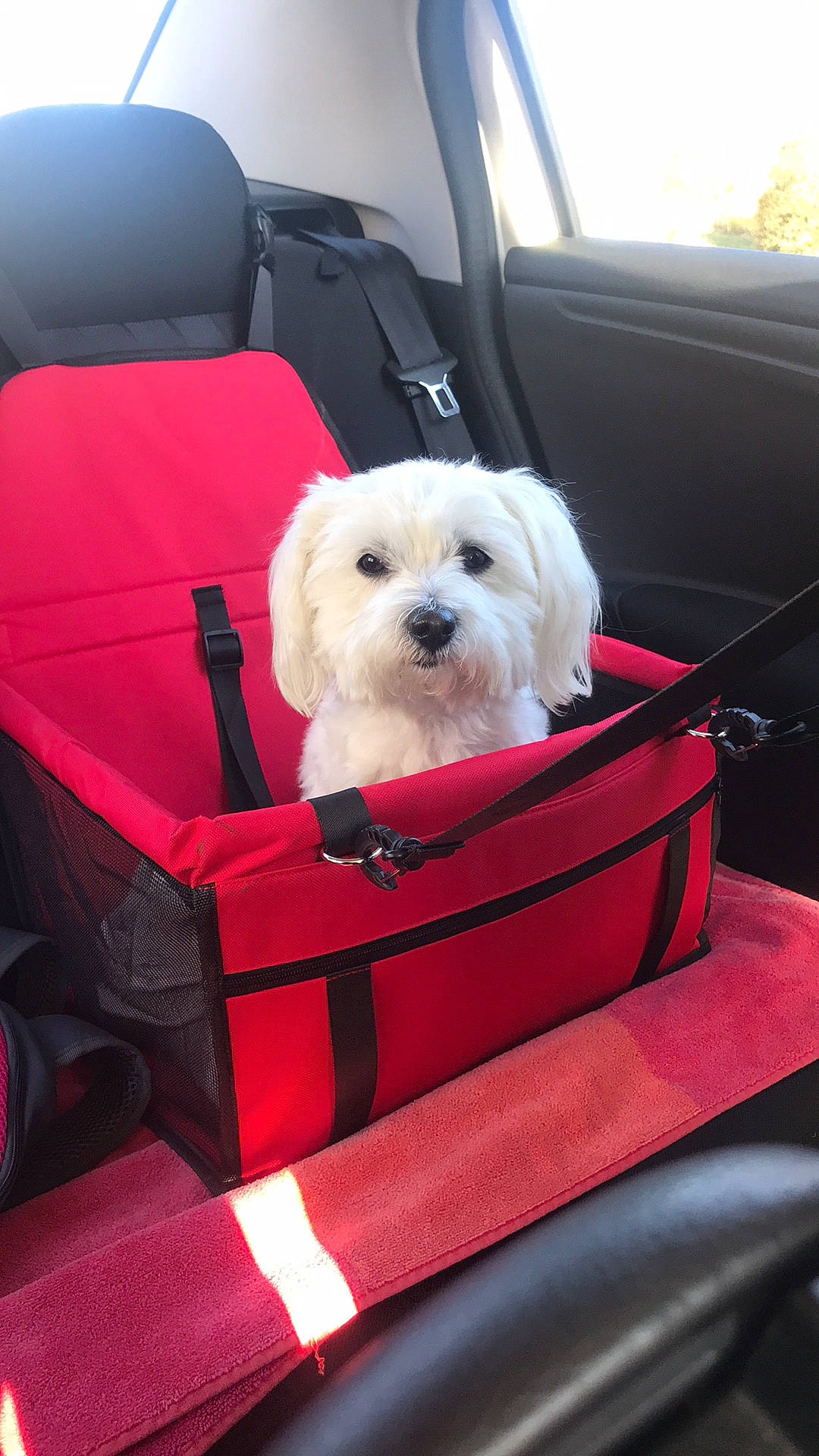 Naïa participe au concours pour gagner de l'argent avec cette photo : auto_part, automotive_exterior, baby_products, canidae, car, car_seat, carnivore, collar, comfort, companion_dog, dog, dog_breed, dog_supply, motor_vehicle, pink, sporting_group, toy_dog, travel, vehicle, working_animal