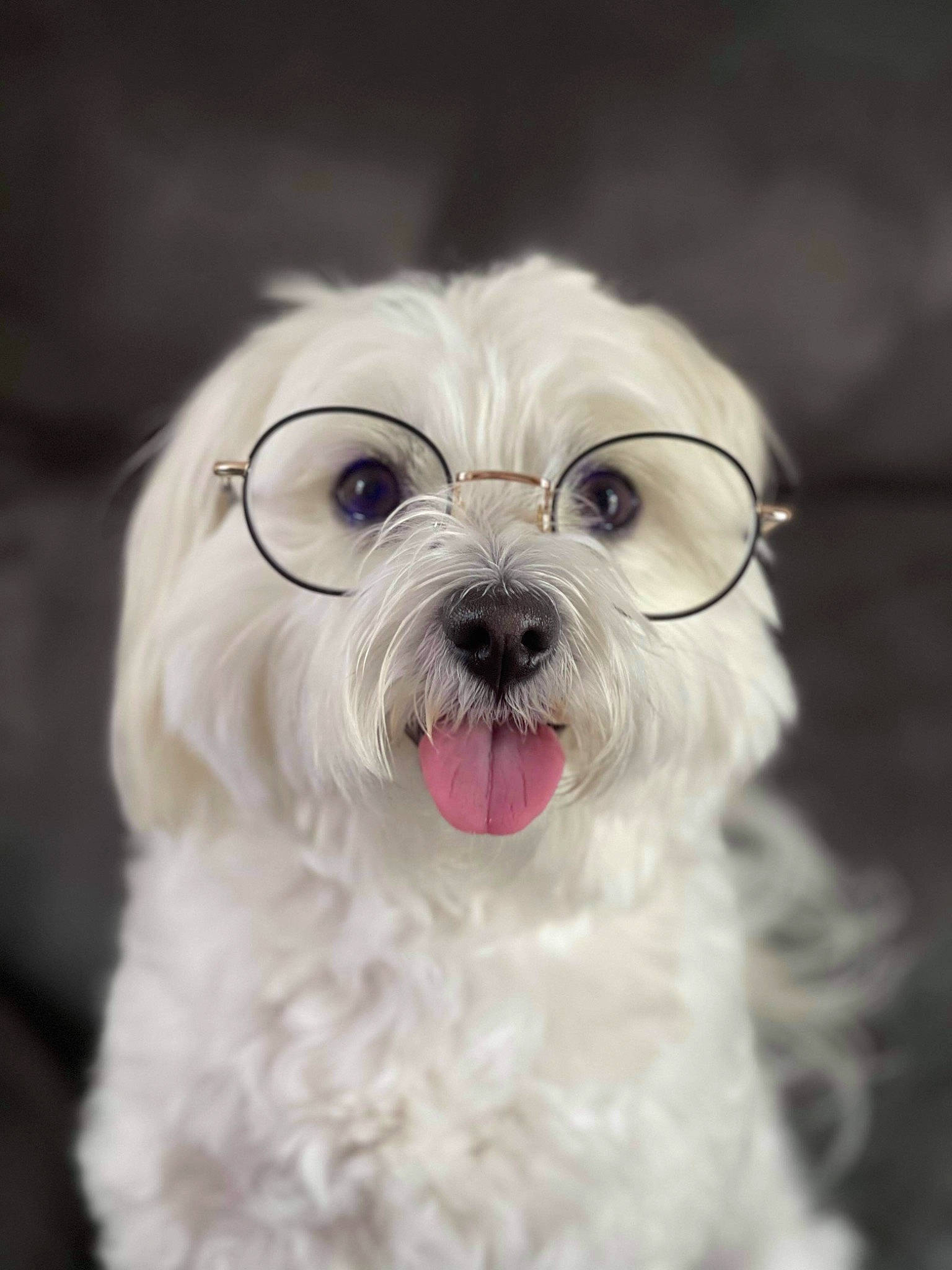 Naïa participe au concours pour gagner de l'argent avec cette photo : canidae, carnivore, close_up, companion_dog, dog, dog_breed, fur, liver, mal_shi, maltepoo, non_sporting_group, plant, shih_tzu, snout, sporting_group, terrestrial_animal, terrier, toy_dog, whiskers, working_animal