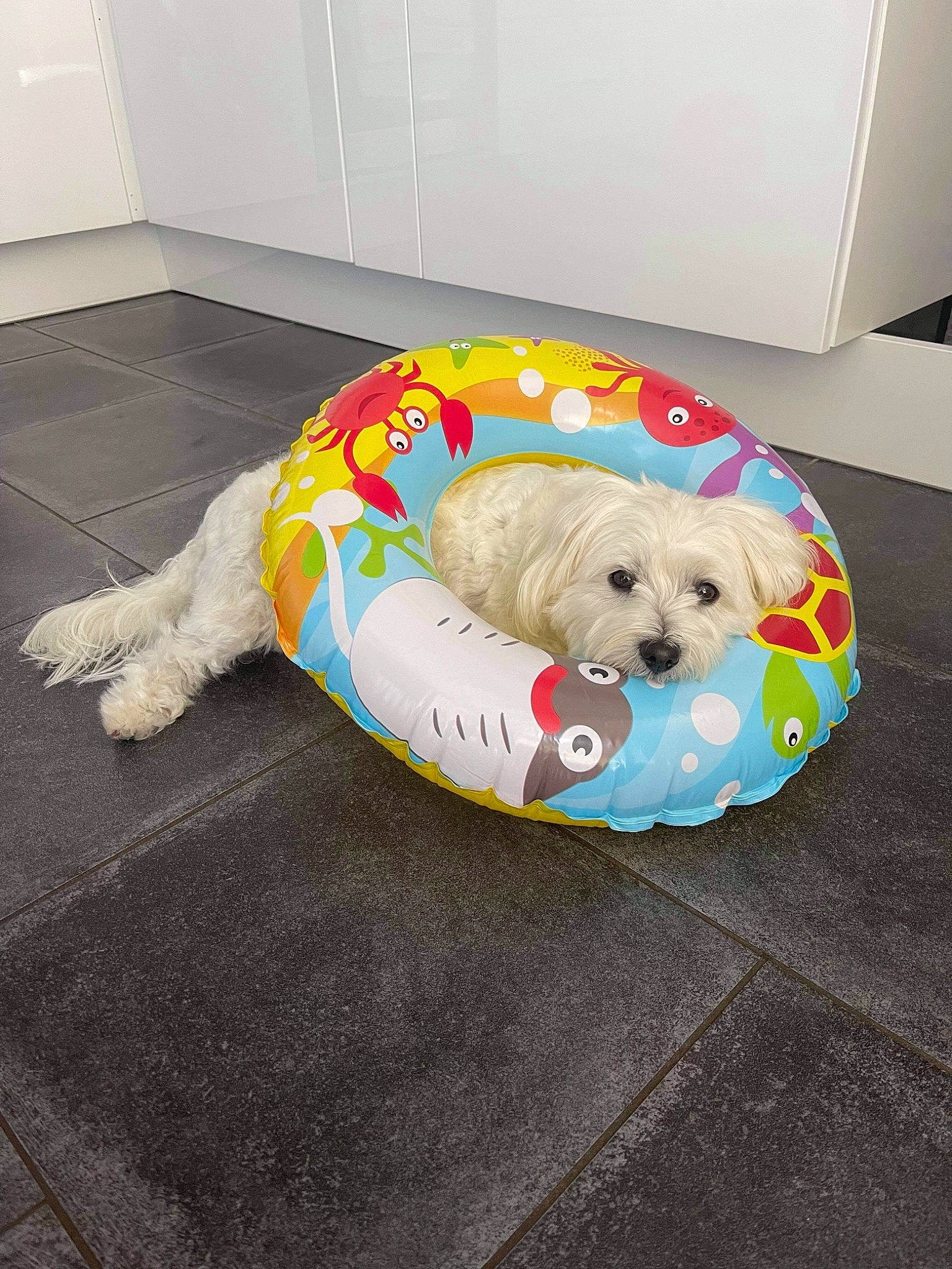 Naïa a rejoint le concours — aidez-le/la à gagner de superbes lots ! bean_bag, carnivore, comfort, companion_dog, couch, dog, dog_bed, dog_breed, dog_clothes, dog_supply, fawn, flooring, pet_supply, pillow, sofa_bed, studio_couch, stuffed_toy, toy, toy_dog, working_animal