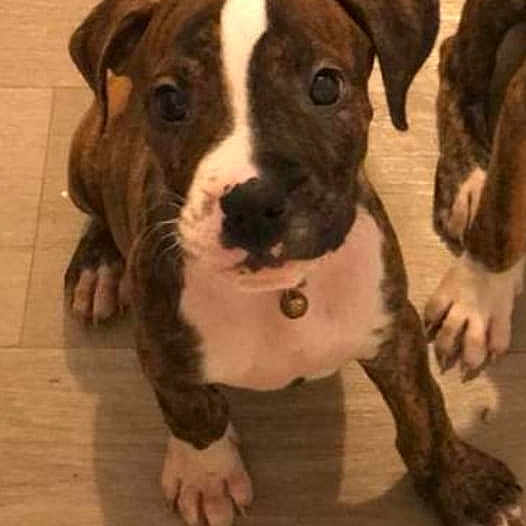 Ringo