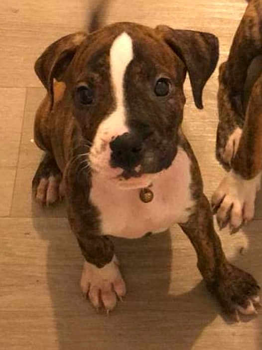 Ringo