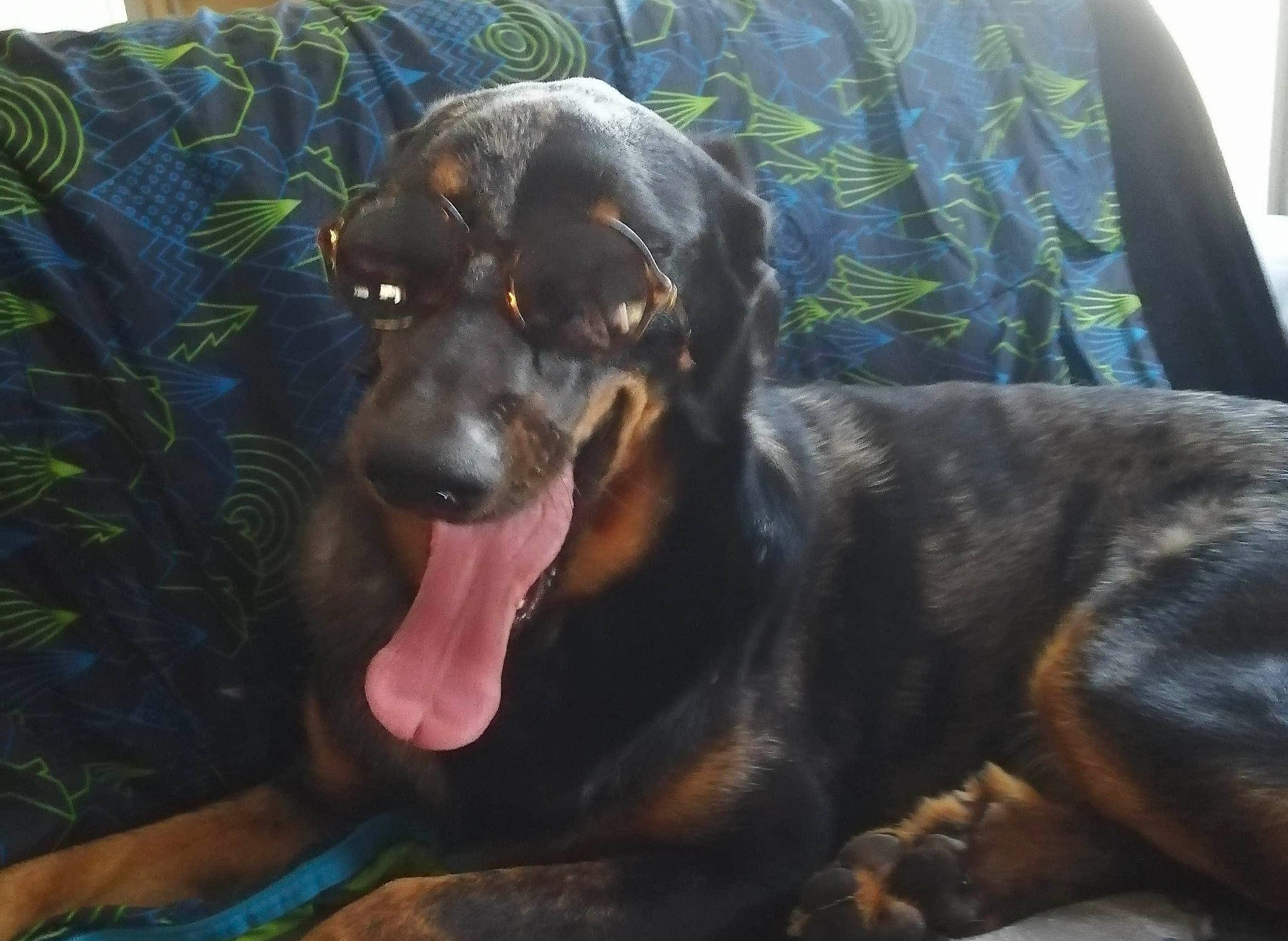 Oréo a rejoint le concours — aidez-le/la à gagner de superbes lots ! austrian_black_and_tan_hound, black_and_tan_coonhound, canidae, carnivore, dog, dog_breed, fawn, guard_dog, hunting_dog, mammal, montenegrin_mountain_hound, polish_hunting_dog, rottweiler, snout, sporting_group, vertebrate