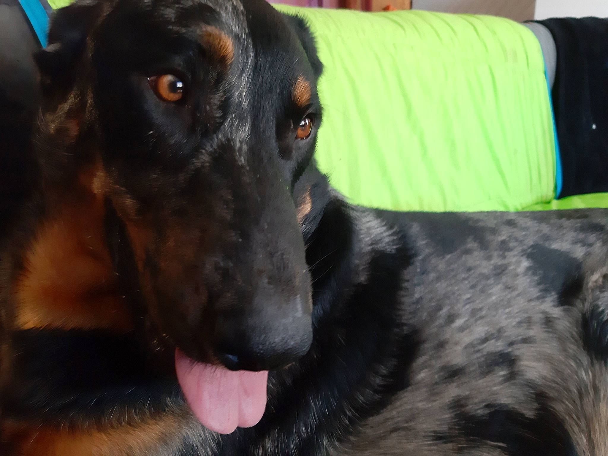 Oréo participe au concours pour gagner de l'argent avec cette photo : beauceron, canidae, carnivore, dog, dog_breed, fawn, hunting_dog, mammal, rare_breed_dog, snout, sporting_group, vertebrate, whiskers