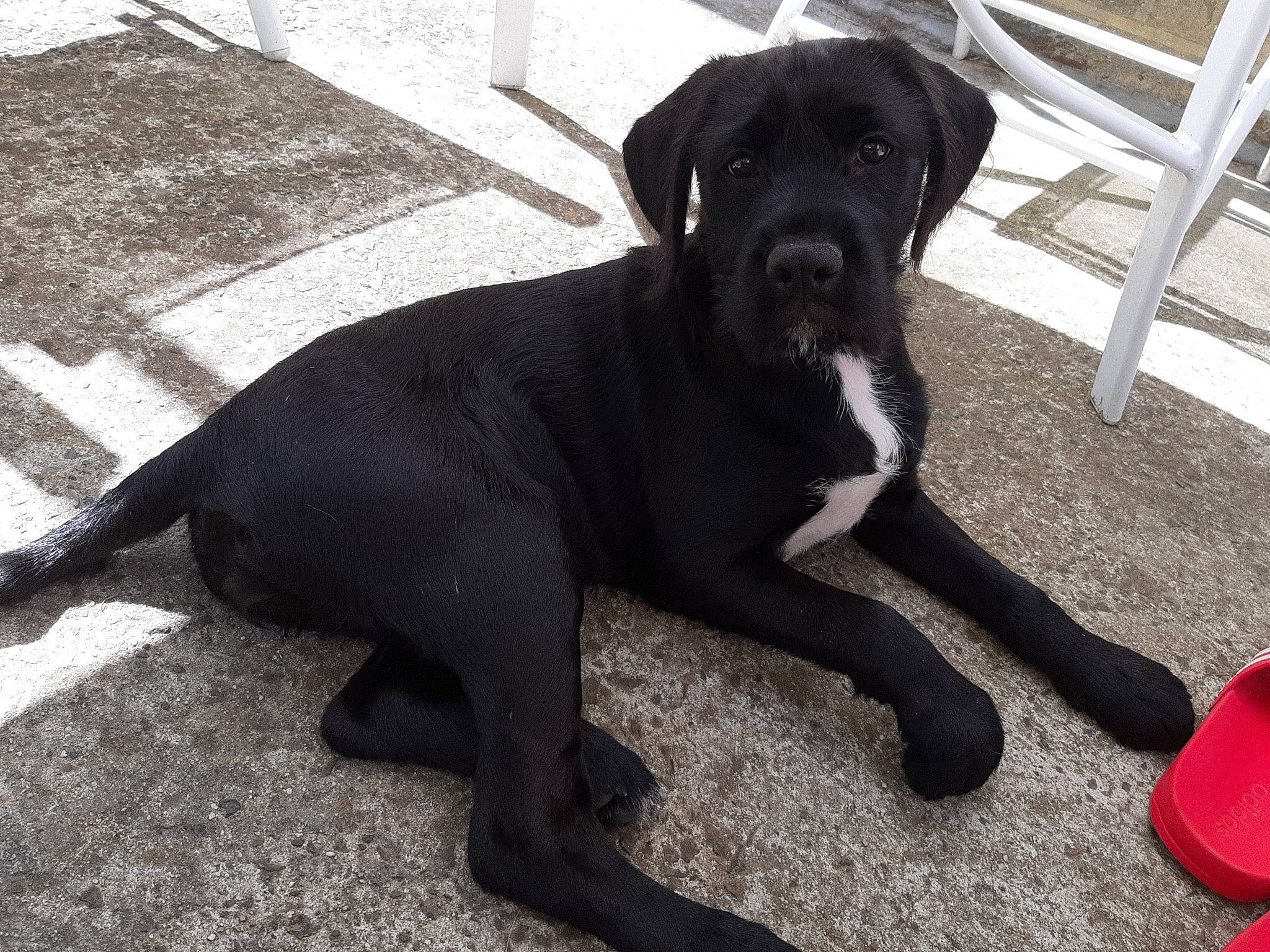 Romie a rejoint le concours — aidez-le/la à gagner de superbes lots ! bandog, beagador, black, borador, cane_corso, canidae, carnivore, companion_dog, dog, dog_breed, great_dane, guard_dog, labrador_retriever, mammal, molosser, snout, sporting_group, tail, vertebrate