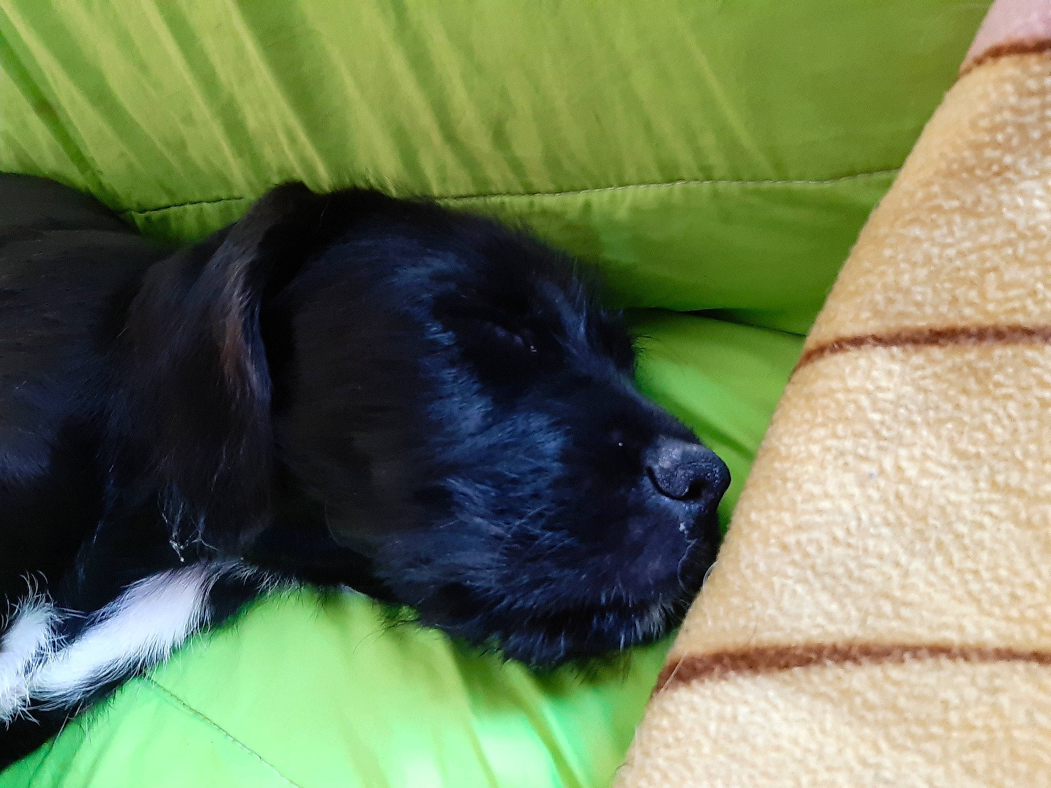 Romie participe au concours pour gagner de l'argent avec cette photo : canidae, carnivore, companion_dog, dog, dog_breed, mammal, puppy, snout, sporting_group