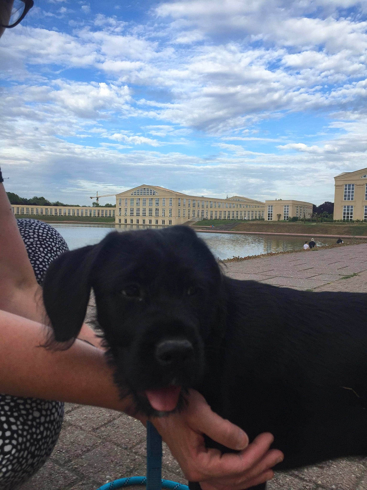 Romie participe au concours pour gagner de l'argent avec cette photo : cane_corso, canidae, carnivore, cloud, dog, dog_breed, fawn, guard_dog, hand, labrador_retriever, patterdale_terrier, puppy, snout, sporting_group