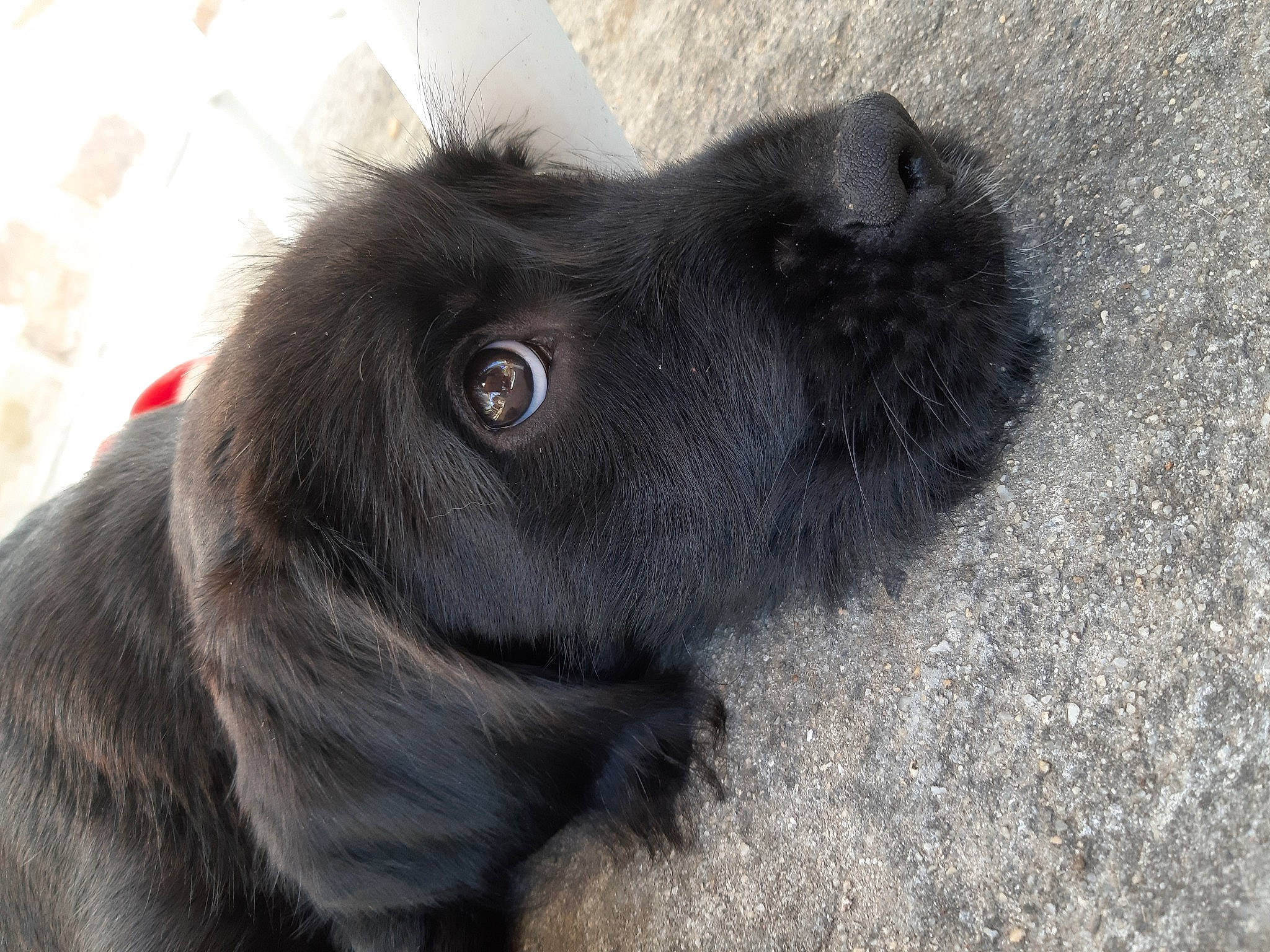 Romie a rejoint le concours — aidez-le/la à gagner de superbes lots ! canidae, carnivore, companion_dog, dog, dog_breed, flat_coated_retriever, newfoundland, puppy, snout, sporting_group