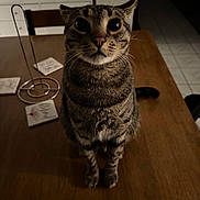 Gary is registered to the contest to win money with this photo: cat, tabby_cat, pet, animal, feline, sitting, indoor, wooden_table, portrait, close_up, wide_eyes, whiskers, striped_fur, brown_fur, pink_nose, paws, dining_room, furniture, home, curious