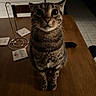 cat, tabby_cat, pet, animal, feline, sitting, indoor, wooden_table, portrait, close_up, wide_eyes, whiskers, striped_fur, brown_fur, pink_nose, paws, dining_room, furniture, home, curious