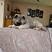 Mirabelle participe au concours pour gagner de l'argent avec cette photo : dog, puppy, fluffy, blue_eyes, pomeranian_like, paw, fur, blanket, sofa, indoor, living_room, cabinet, wall_art, chandelier, shelf, resting, cozy, furniture, portrait, home_decor