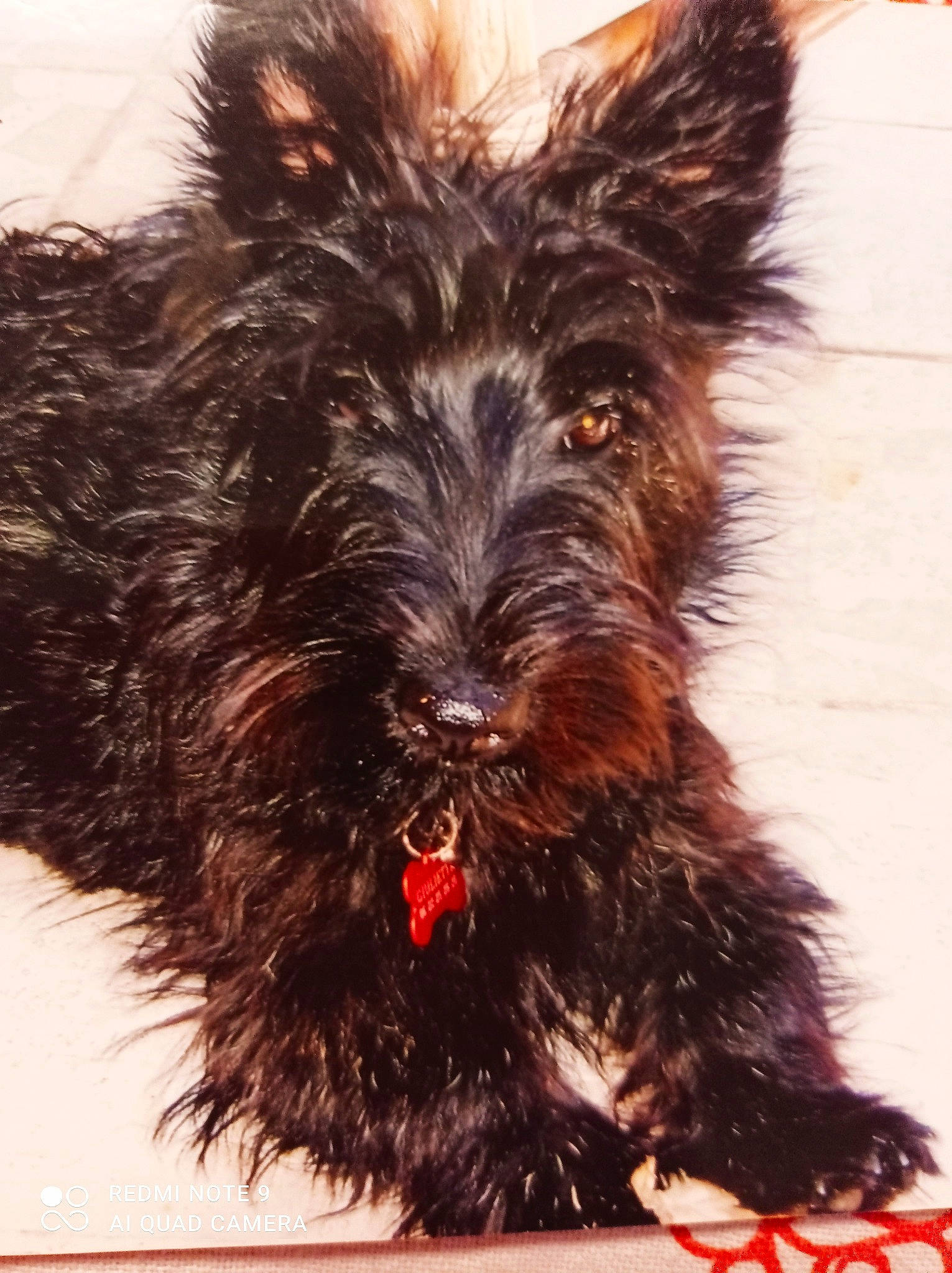 Prety Girl a rejoint le concours — aidez-le/la à gagner de superbes lots ! carnivore, companion_dog, dog, dog_breed, fur, small_terrier, snout, sporting_group, terrestrial_animal, terrier, toy_dog, water_dog, working_animal