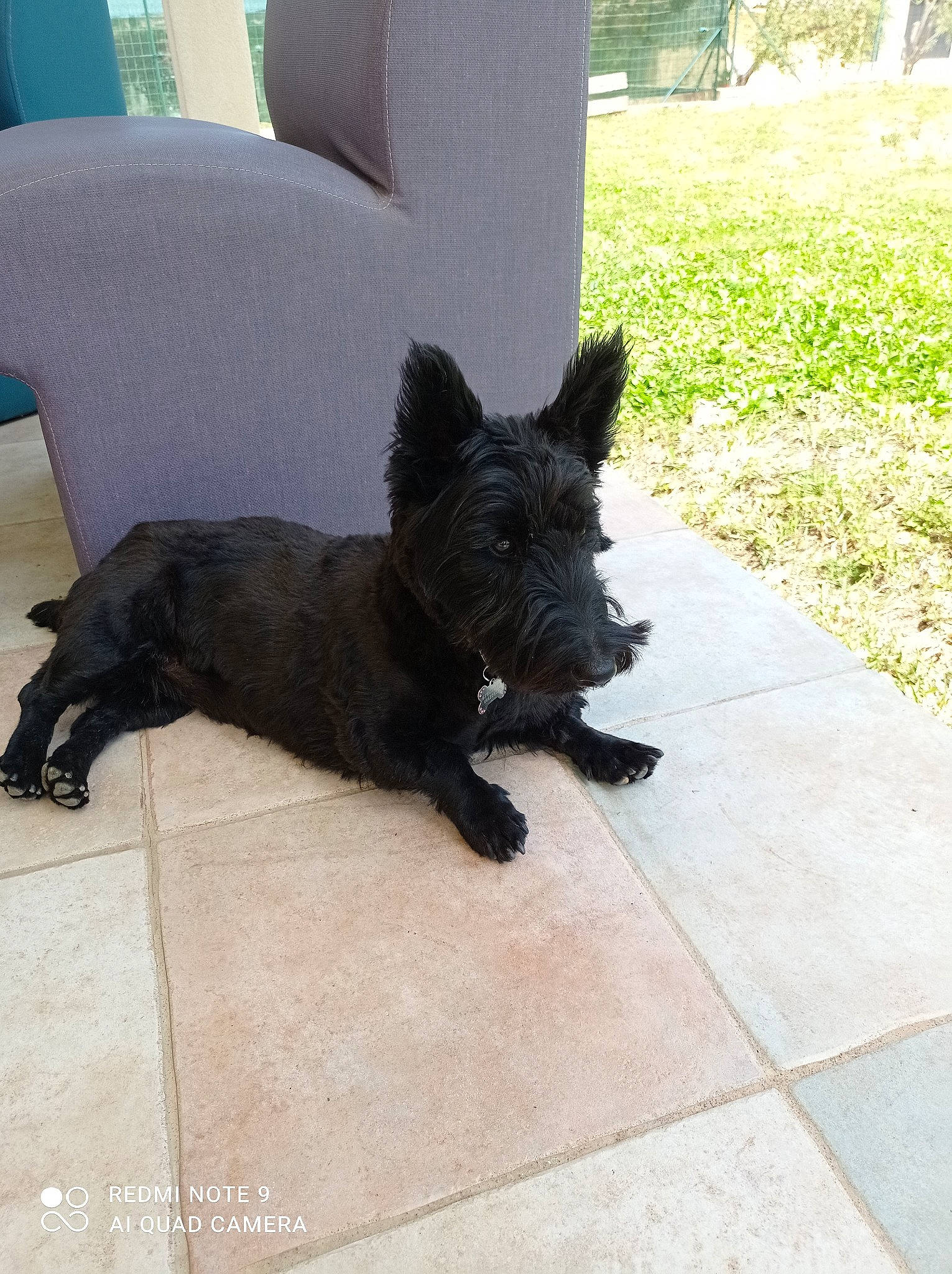 Prety Girl participe au concours pour gagner de l'argent avec cette photo : canidae, carnivore, chair, companion_dog, dog, dog_breed, dog_supply, flooring, grass, non_sporting_group, plant, road_surface, small_terrier, snout, sporting_group, tail, terrier, working_animal, working_dog