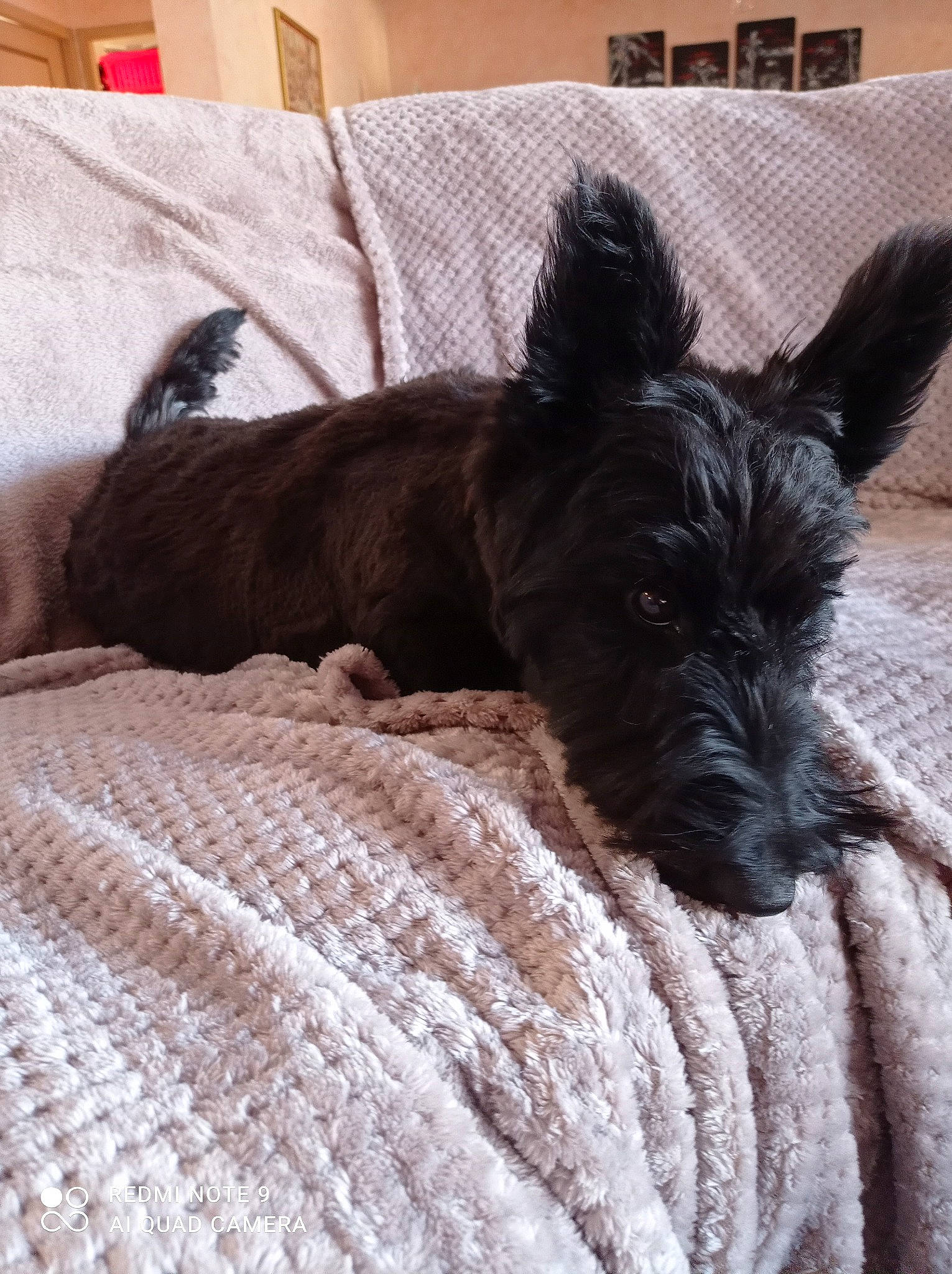 Prety Girl a rejoint le concours — aidez-le/la à gagner de superbes lots ! canidae, carnivore, comfort, companion_dog, couch, dog, dog_breed, dog_supply, fur, non_sporting_group, schnauzer, small_terrier, snout, sporting_group, standard_schnauzer, terrier, water_dog, working_animal