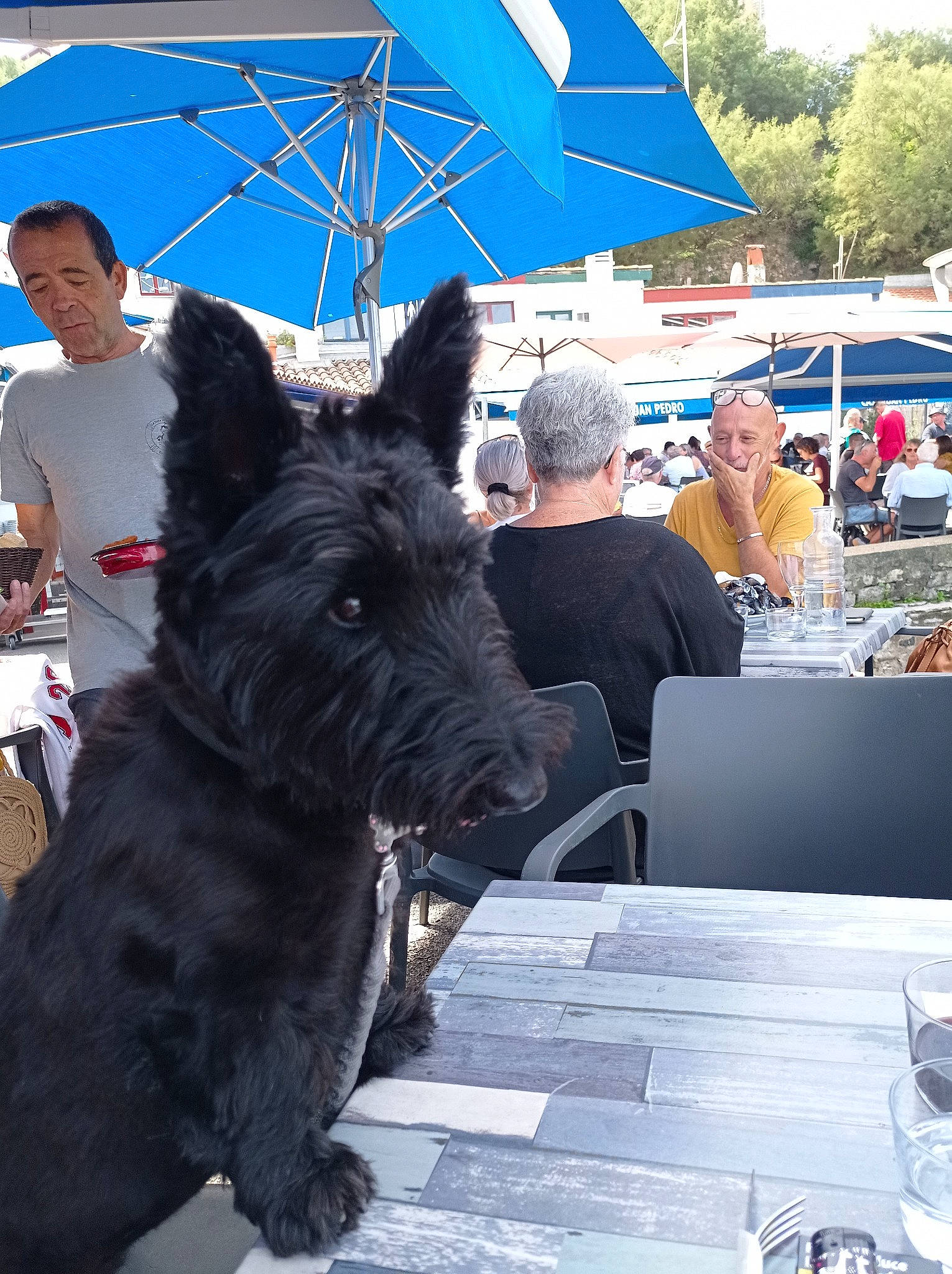 Prety Girl a rejoint le concours — aidez-le/la à gagner de superbes lots ! blue, canidae, carnivore, companion_dog, dog, dog_breed, electric_blue, event, eyewear, fashion_accessory, fur, hat, plate, sporting_group, sunglasses, t_shirt, tableware, tree, umbrella, wine_glass