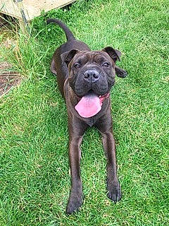 Juna participe au concours pour gagner de l'argent avec cette photo : ancient_dog_breeds, canidae, carnivore, collar, companion_dog, dog, dog_breed, dog_collar, fawn, grass, guard_dog, liver, molosser, plant, snout, sporting_group, tail, terrestrial_animal, working_animal, working_dog