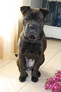 Juna participe au concours pour gagner de l'argent avec cette photo : ancient_dog_breeds, bulldog, canidae, carnivore, companion_dog, dog, dog_breed, dog_collar, fawn, fur, guard_dog, molosser, snout, sporting_group, tail, toy_dog, whiskers, working_animal, working_dog, wrinkle