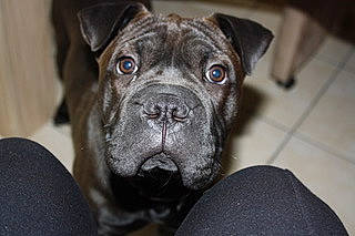 Juna participe au concours pour gagner de l'argent avec cette photo : boxer, canidae, carnivore, companion_dog, dog, dog_breed, fawn, non_sporting_group, snout, sporting_group, terrestrial_animal, whiskers, working_animal, working_dog, wrinkle