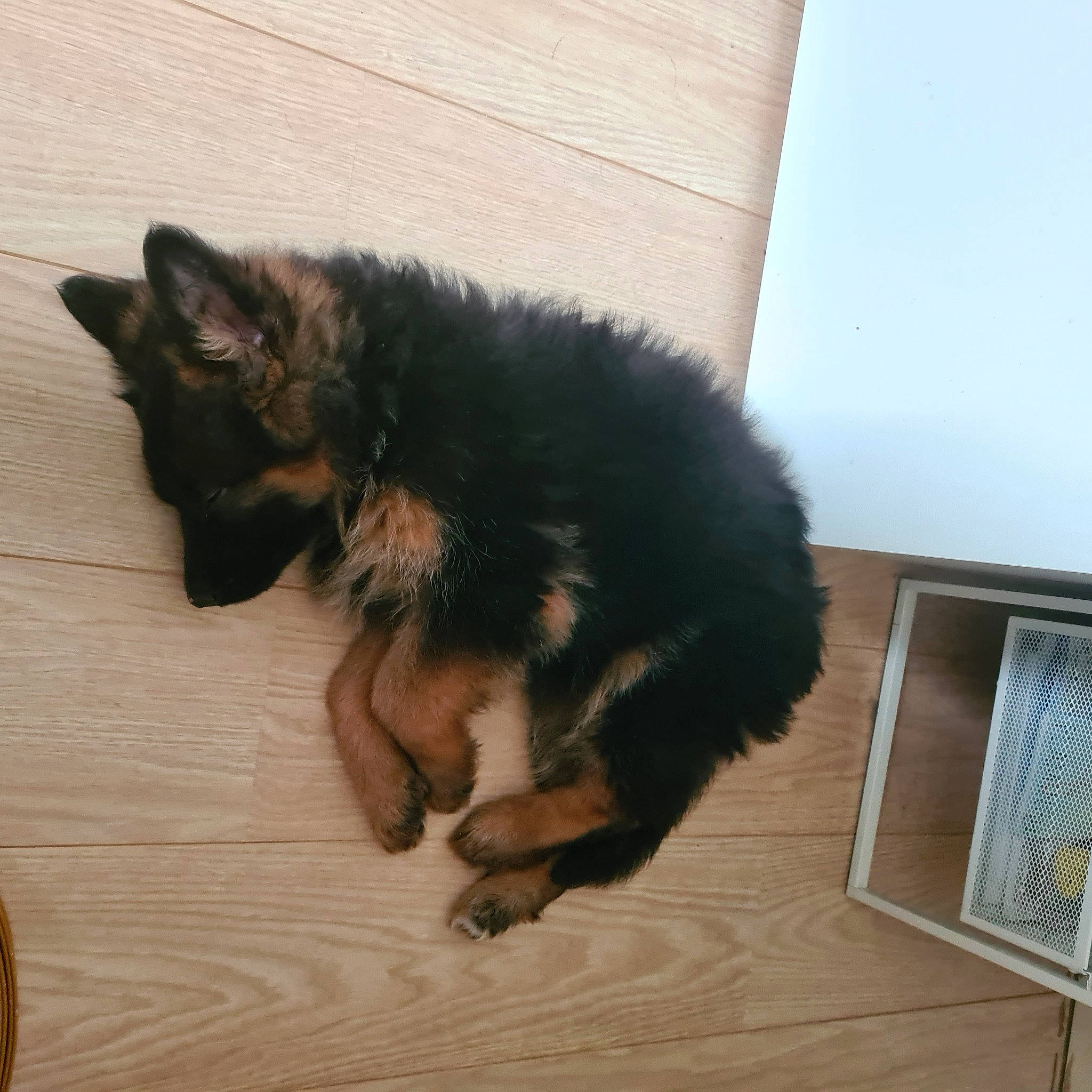 Ulla a rejoint le concours — aidez-le/la à gagner de superbes lots ! art, canidae, carnivore, claw, comfort, companion_dog, dog_breed, fawn, felidae, flooring, foot, fur, paw, small_to_medium_sized_cats, sporting_group, tail, terrestrial_animal, toe, whiskers, working_animal