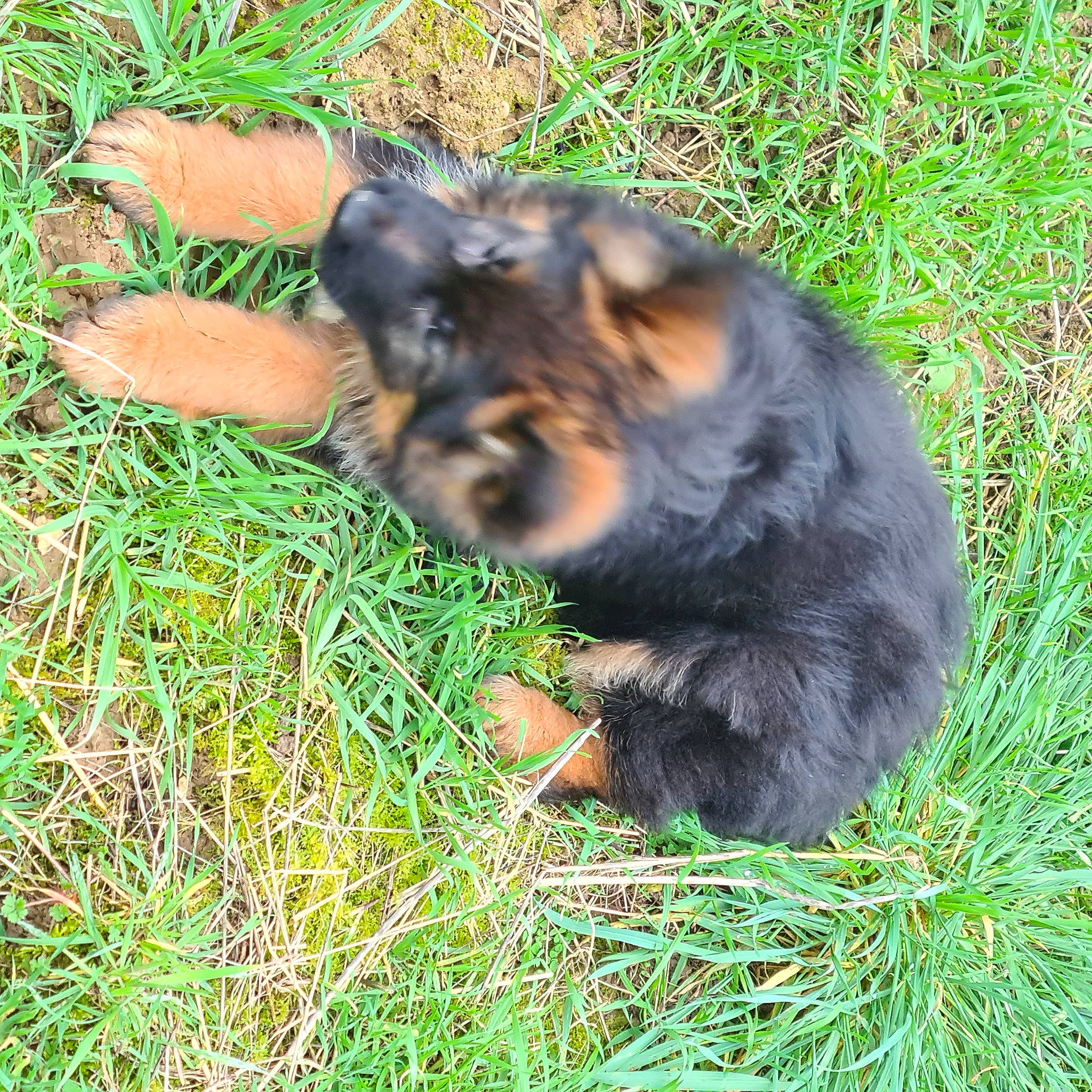 Ulla a rejoint le concours — aidez-le/la à gagner de superbes lots ! canidae, carnivore, companion_dog, dog, dog_breed, fawn, fur, grass, guard_dog, paw, plant, puppy, snout, sporting_group, terrestrial_animal, whiskers, wildlife, working_dog