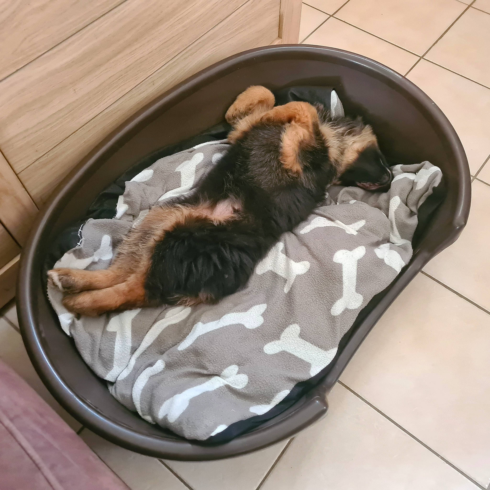 Ulla a rejoint le concours — aidez-le/la à gagner de superbes lots ! automotive_exterior, bed, canidae, carnivore, cat_supply, comfort, companion_dog, dog, dog_bed, dog_breed, dog_supply, felidae, fur, linens, liver, pet_supply, small_to_medium_sized_cats, sporting_group, suitcase, tail