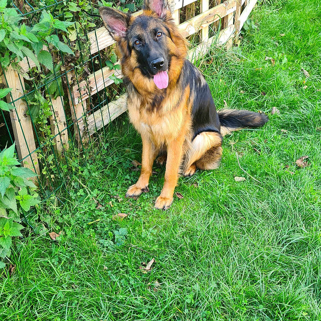 Ulla a rejoint le concours — aidez-le/la à gagner de superbes lots ! animal, backyard, canine, dog, fence, field, germanshepherd, grass, grassland, green, herbal, herbs, lawn, nature, outdoors, pet, plant, puppy, vegetation, yard