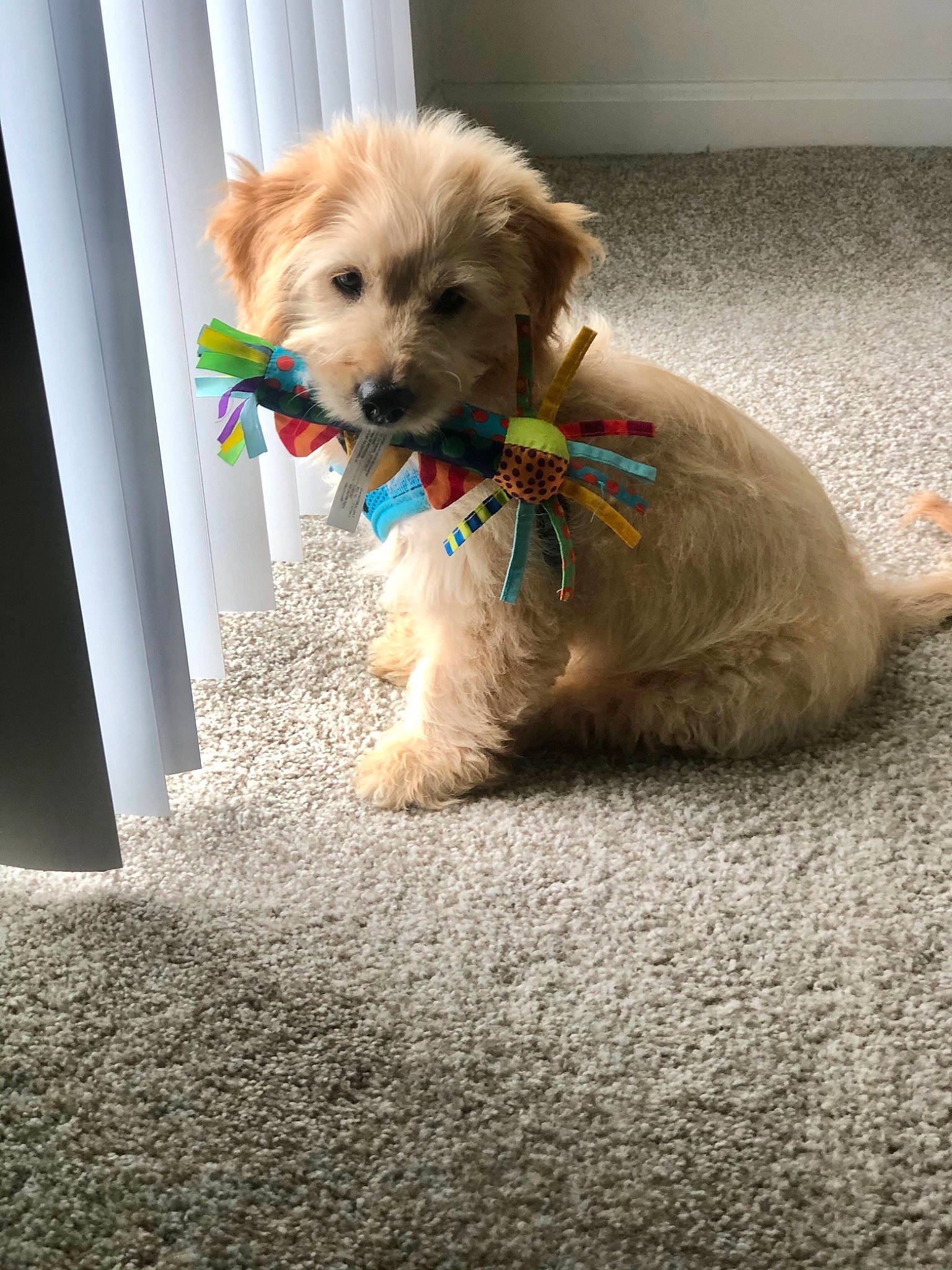Dash joined the competition — help win amazing prizes! canidae, carnivore, cavachon, cavapoo, cockapoo, companion_dog, dog, dog_breed, goldendoodle, maltepoo, mammal, morkie, norfolk_terrier, pekapoo, poodle_crossbreed, puppy, schnoodle, snout, vertebrate, yorkipoo