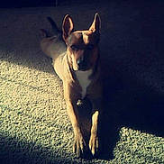 Lex joined the competition — help win amazing prizes! dog, carpet, indoor, shadow, light, animal, pet, ears, fur, laying_down, vigilant, brown, alert, quiet, home, resting, portrait, canine, sunlight, floor