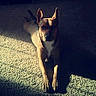 dog, carpet, indoor, shadow, light, animal, pet, ears, fur, laying_down, vigilant, brown, alert, quiet, home, resting, portrait, canine, sunlight, floor