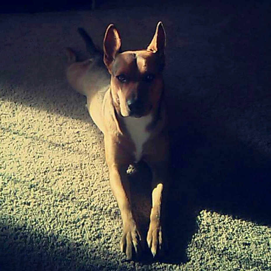 Lex