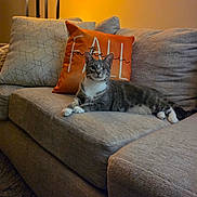 Lenyx joined the competition — help win amazing prizes! carpet, cat, couch, cozy, fall_pillow, feline, fur, gray_cat, home_decor, indoor, lamp, living_room, one-eyed_cat, orange_pillow, pet, pillows, relaxed, sofa, warm_lighting, white_paws