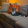 carpet, cat, couch, cozy, fall_pillow, feline, fur, gray_cat, home_decor, indoor, lamp, living_room, one-eyed_cat, orange_pillow, pet, pillows, relaxed, sofa, warm_lighting, white_paws