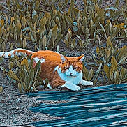 Stello participe au concours pour gagner de l'argent avec cette photo : animal, cat, daylight, ears, eyes, feline, greenery, ground, nature, orange_cat, outdoor, plants, plastic_sheeting, resting, shadows, soil, sunlight, tail, whiskers, white_cat