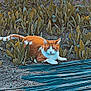 animal, cat, daylight, ears, eyes, feline, greenery, ground, nature, orange_cat, outdoor, plants, plastic_sheeting, resting, shadows, soil, sunlight, tail, whiskers, white_cat