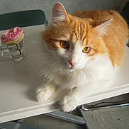 Chouffi participe au concours pour gagner de l'argent avec cette photo :