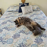 Ellie joined the competition — help win amazing prizes! animal, bed, bedding, bedroom, cat, cozy, fluffy_cat, furniture, home, indoor, long_hair, lying_down, patterned_fabric, pet, pillows, quilt, relaxed, tail, teddy_bear, whiskers