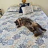animal, bed, bedding, bedroom, cat, cozy, fluffy_cat, furniture, home, indoor, long_hair, lying_down, patterned_fabric, pet, pillows, quilt, relaxed, tail, teddy_bear, whiskers